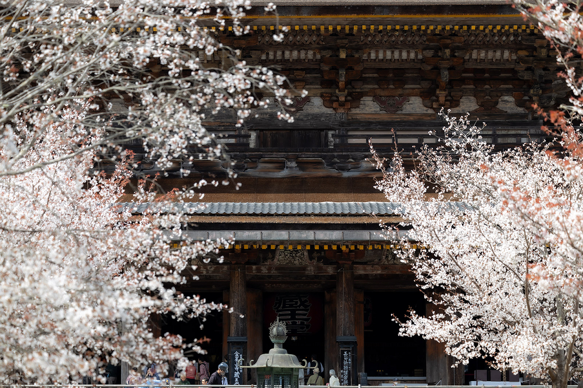 桜が見頃の奈良県吉野