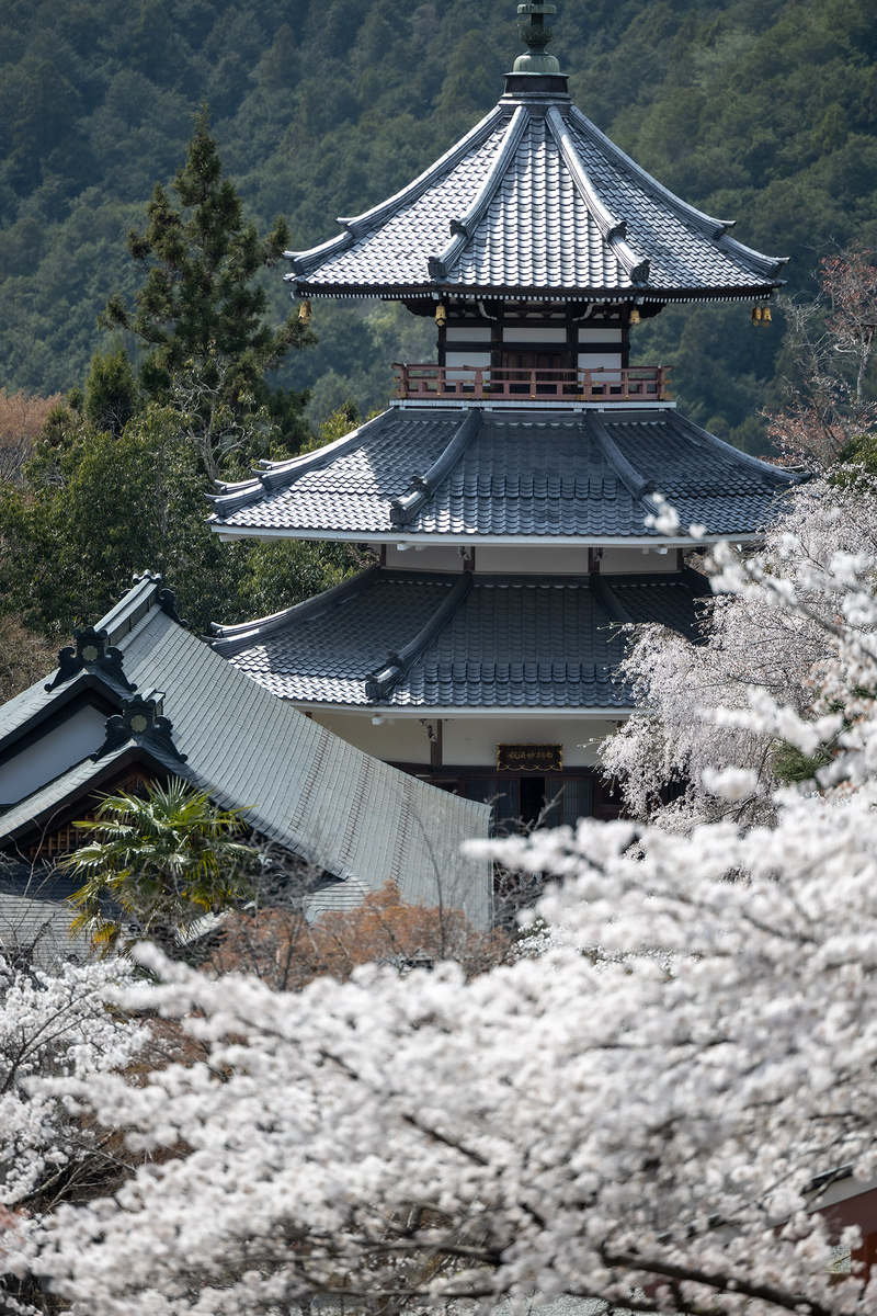 桜が見頃の奈良県吉野