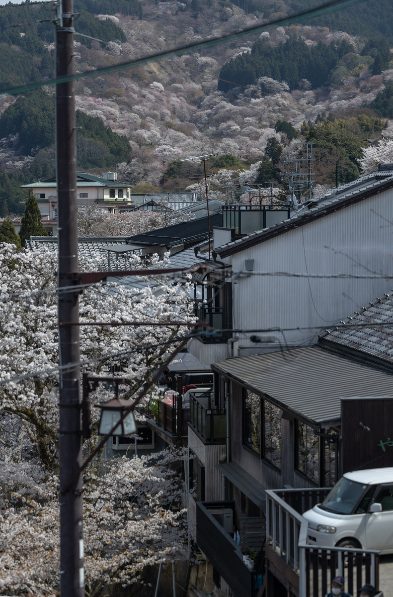 桜が見頃の奈良県吉野