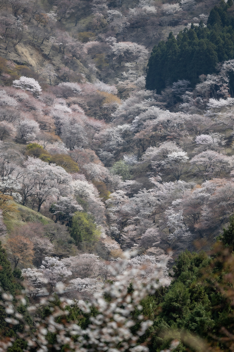 桜が見頃の奈良県吉野