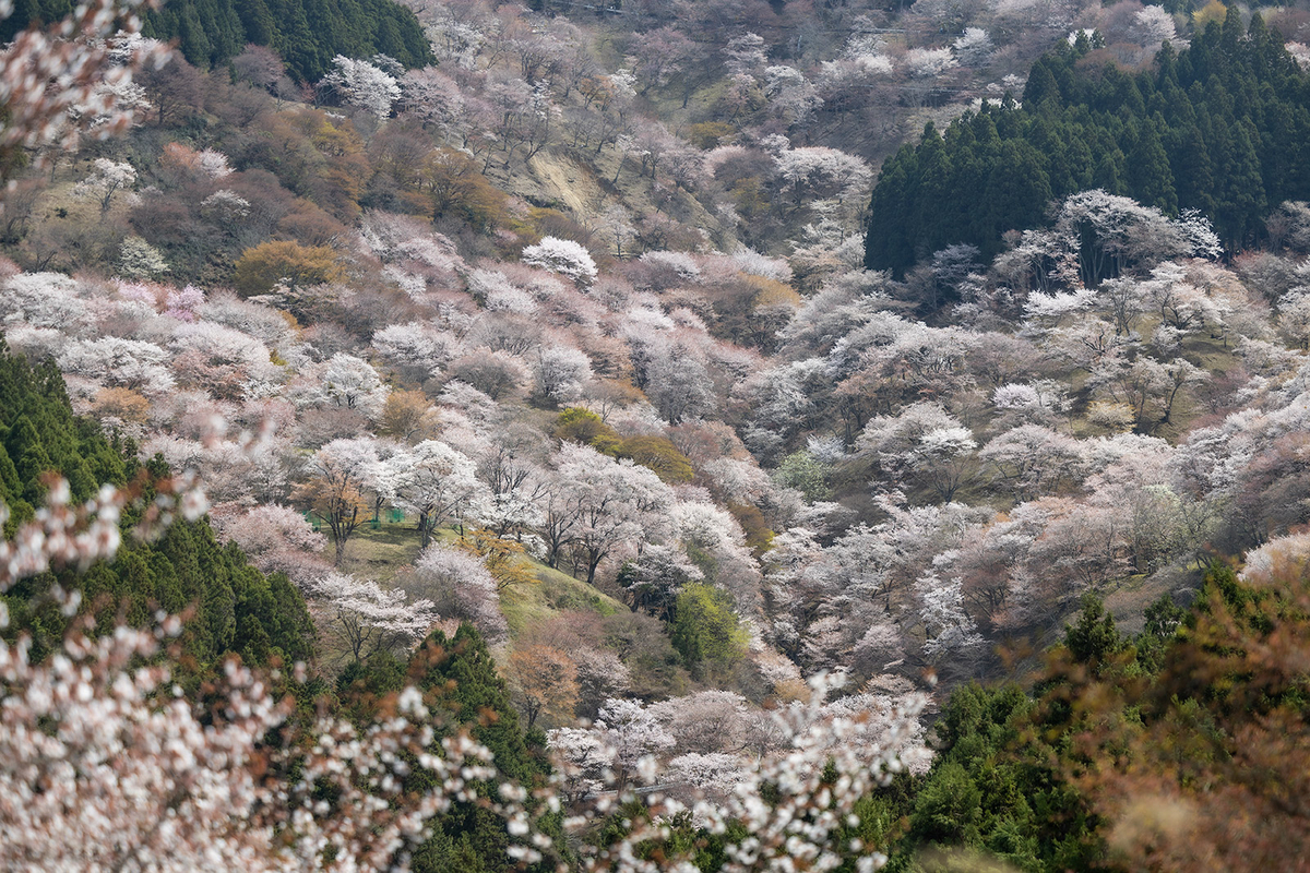 桜が見頃の奈良県吉野