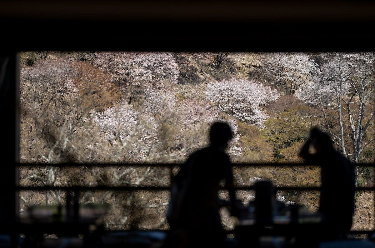 桜が見頃の奈良県吉野