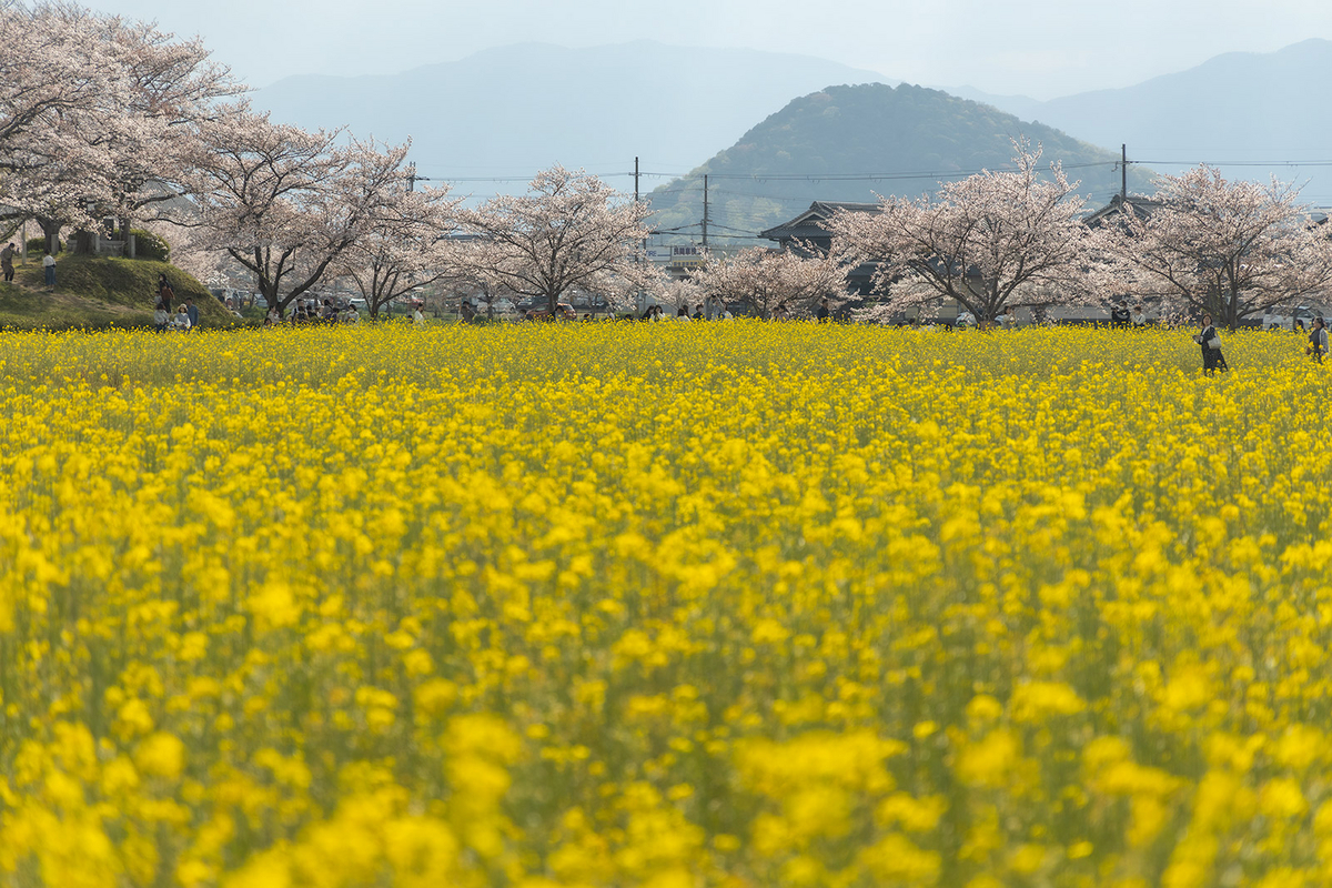 藤原宮跡の菜の花