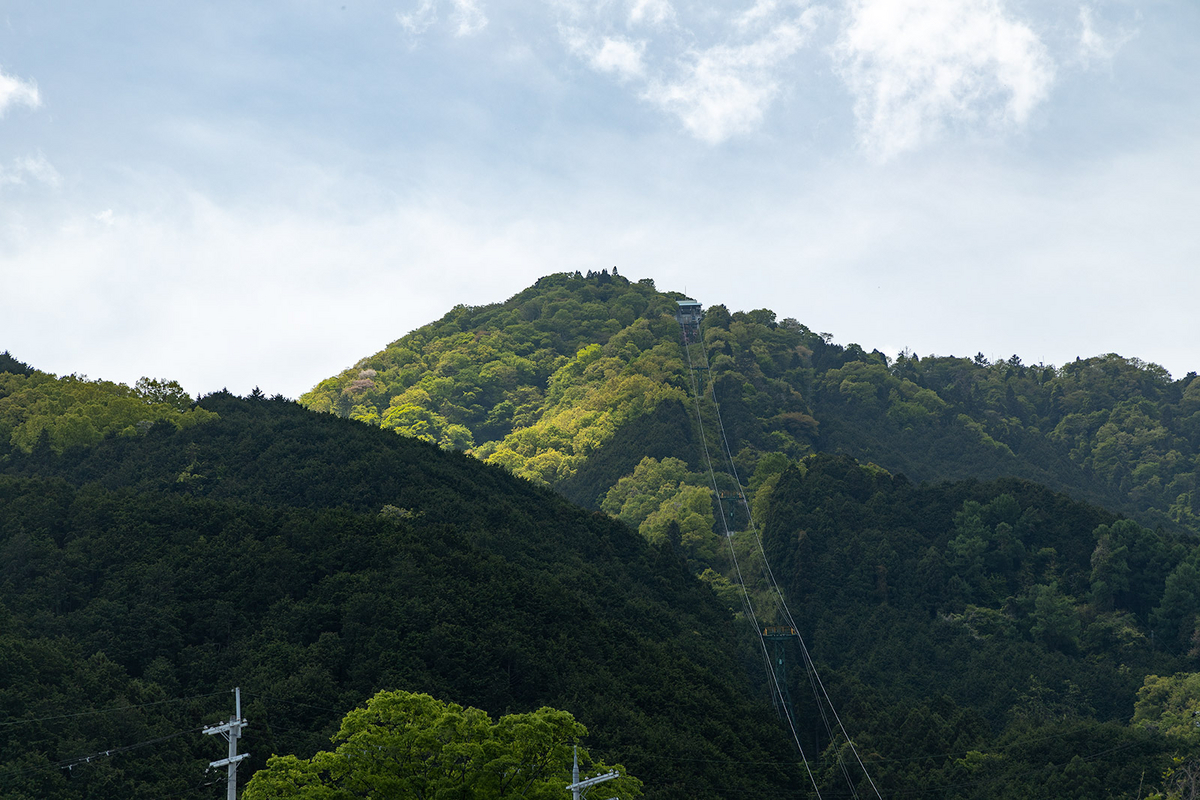 ツツジが見頃な奈良県葛城高原