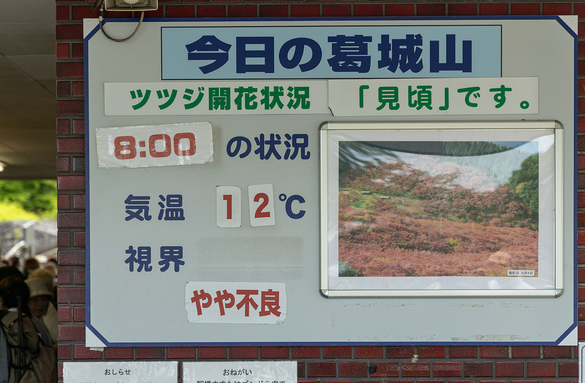 ツツジが見頃な奈良県葛城高原