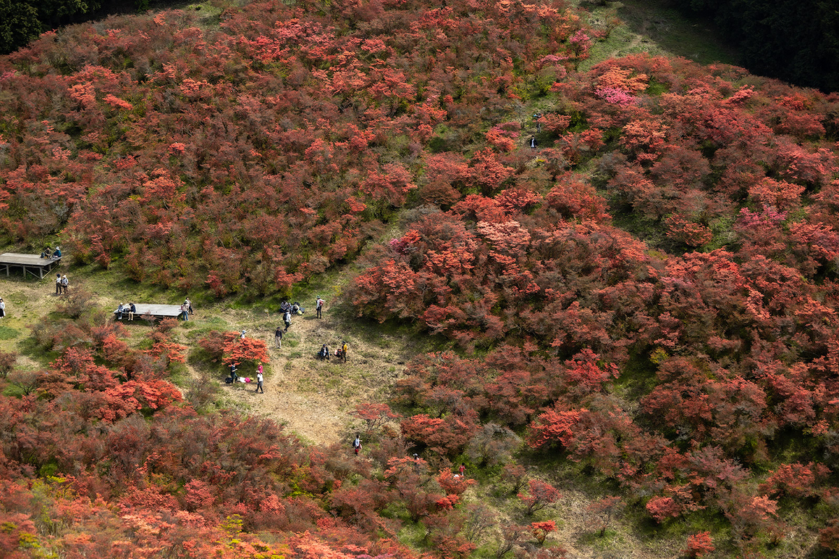 ツツジが見頃な奈良県葛城高原