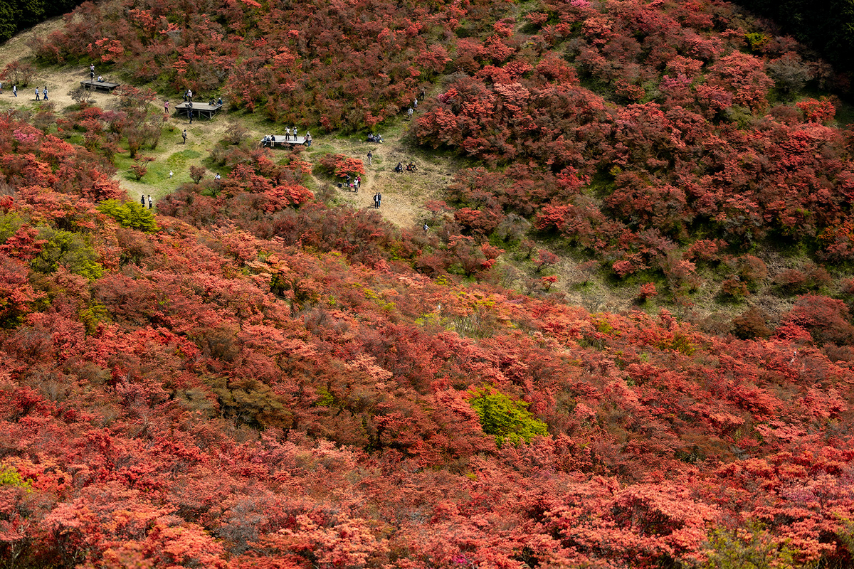 ツツジが見頃な奈良県葛城高原