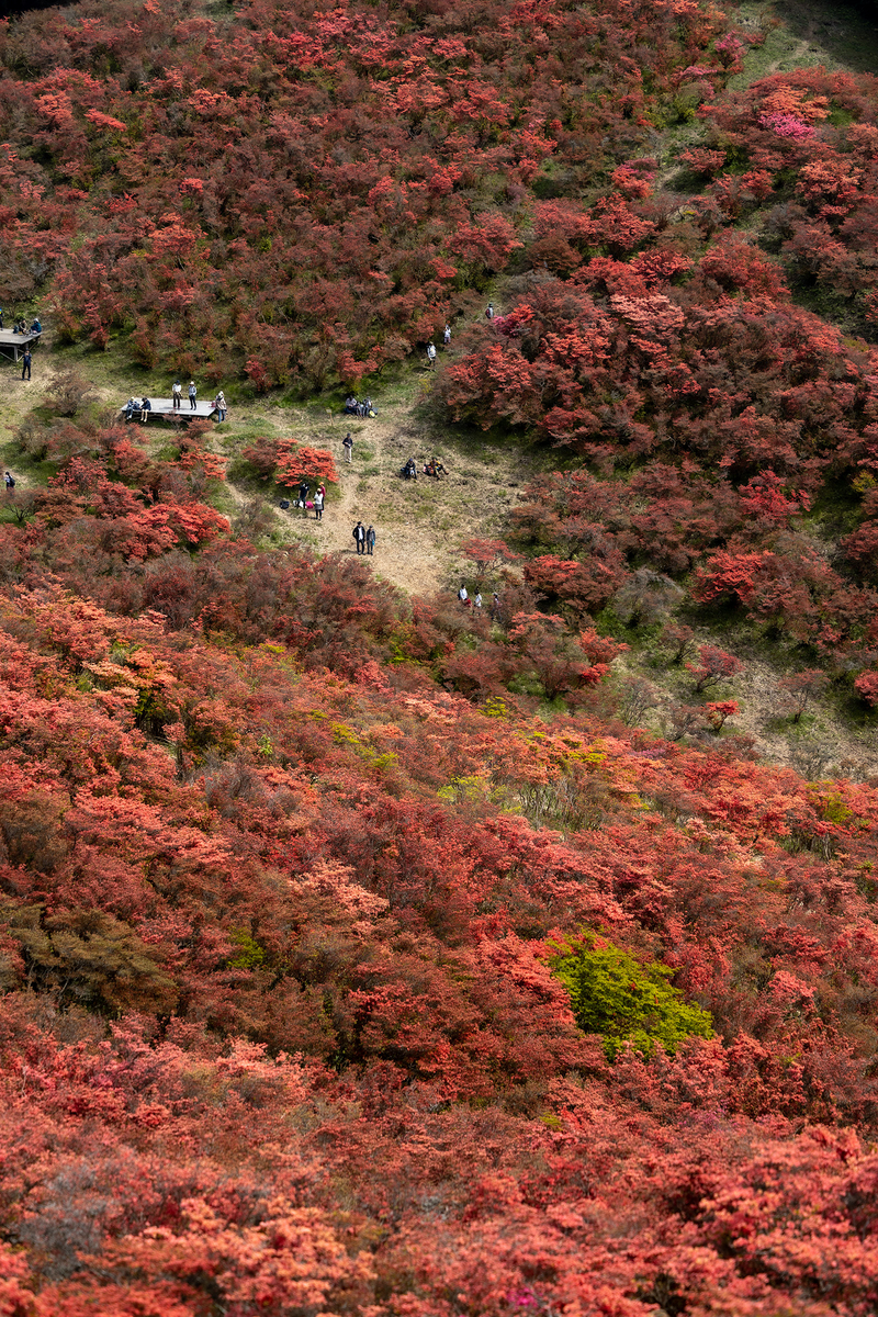 ツツジが見頃な奈良県葛城高原