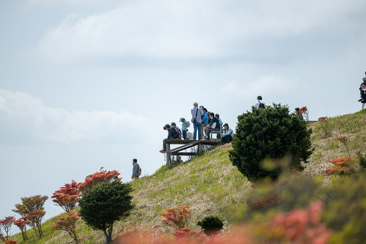 ツツジが見頃な奈良県葛城高原