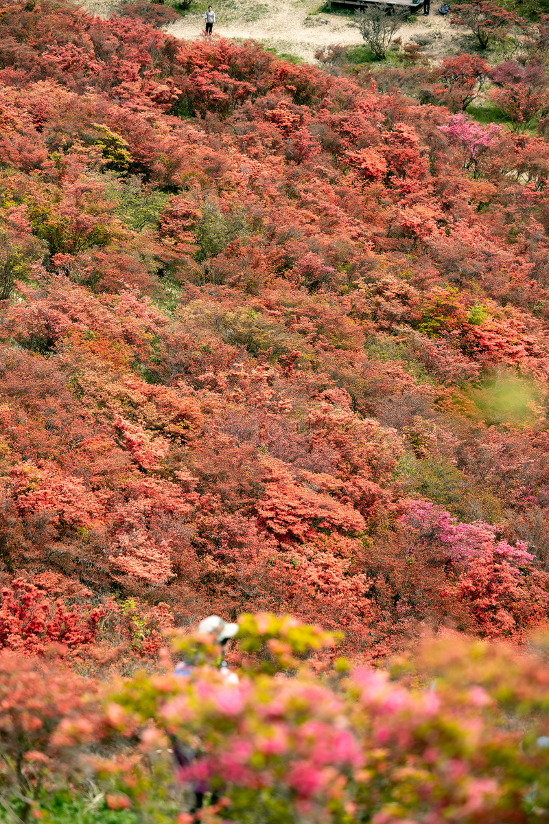 ツツジが見頃な奈良県葛城高原