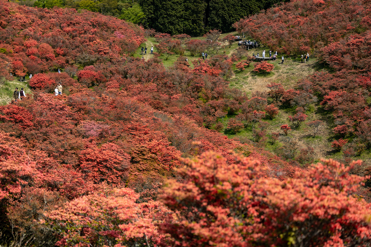 ツツジが見頃な奈良県葛城高原