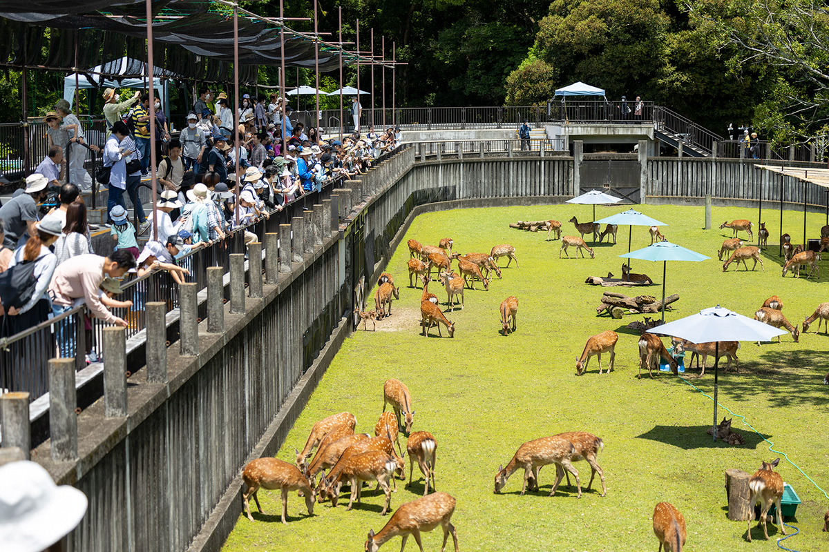 奈良公園