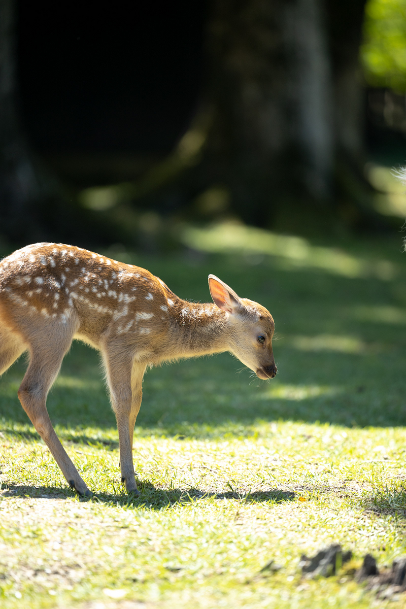 奈良公園