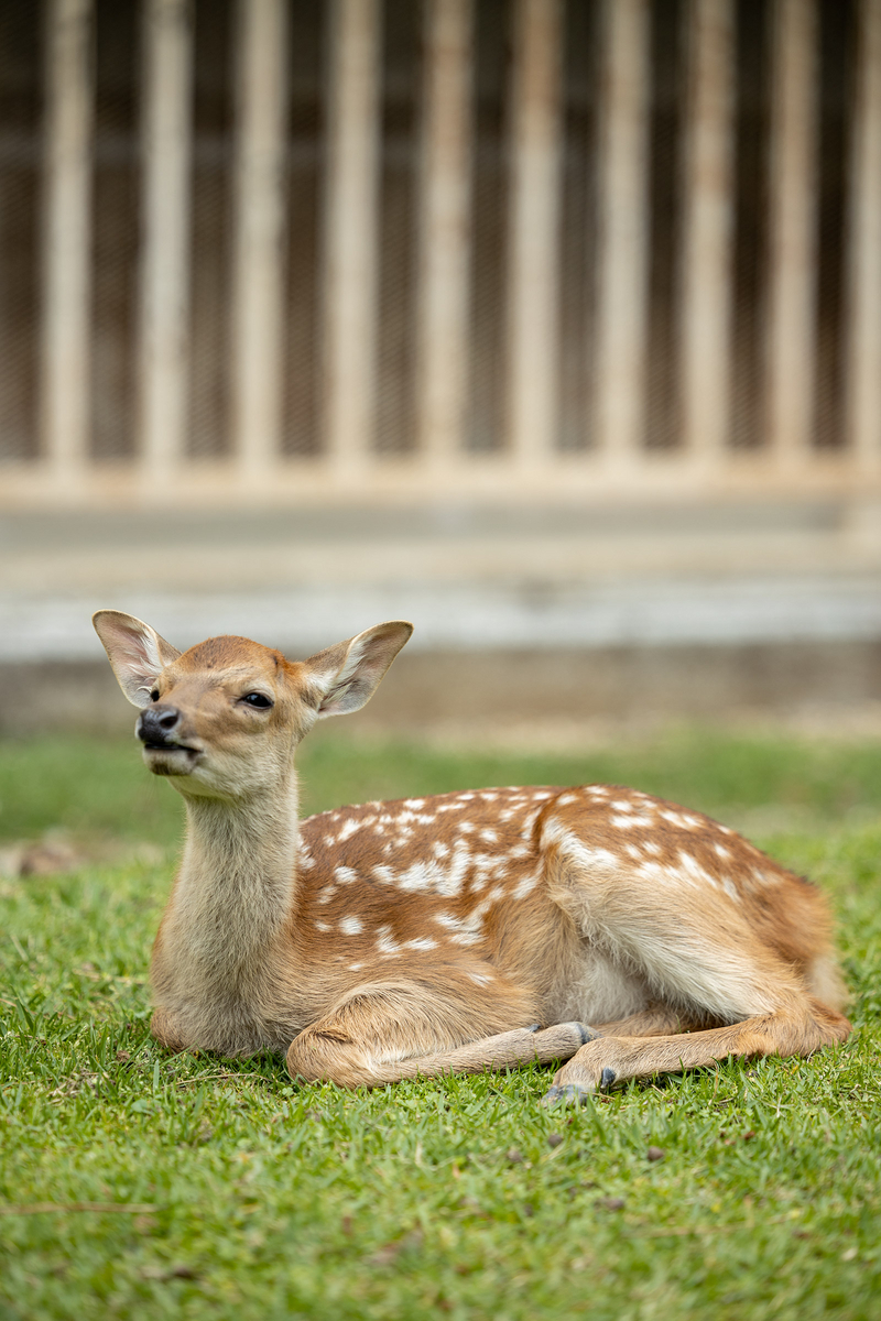 奈良公園