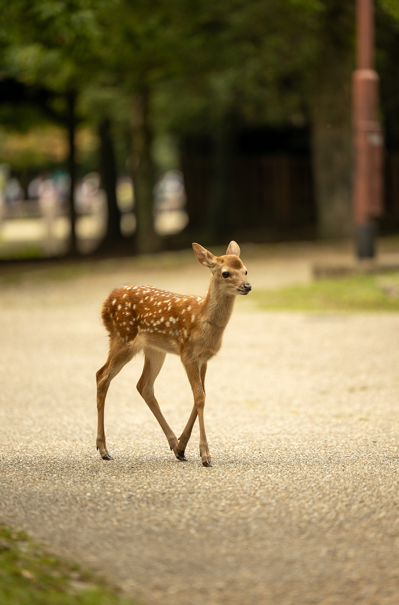 奈良公園