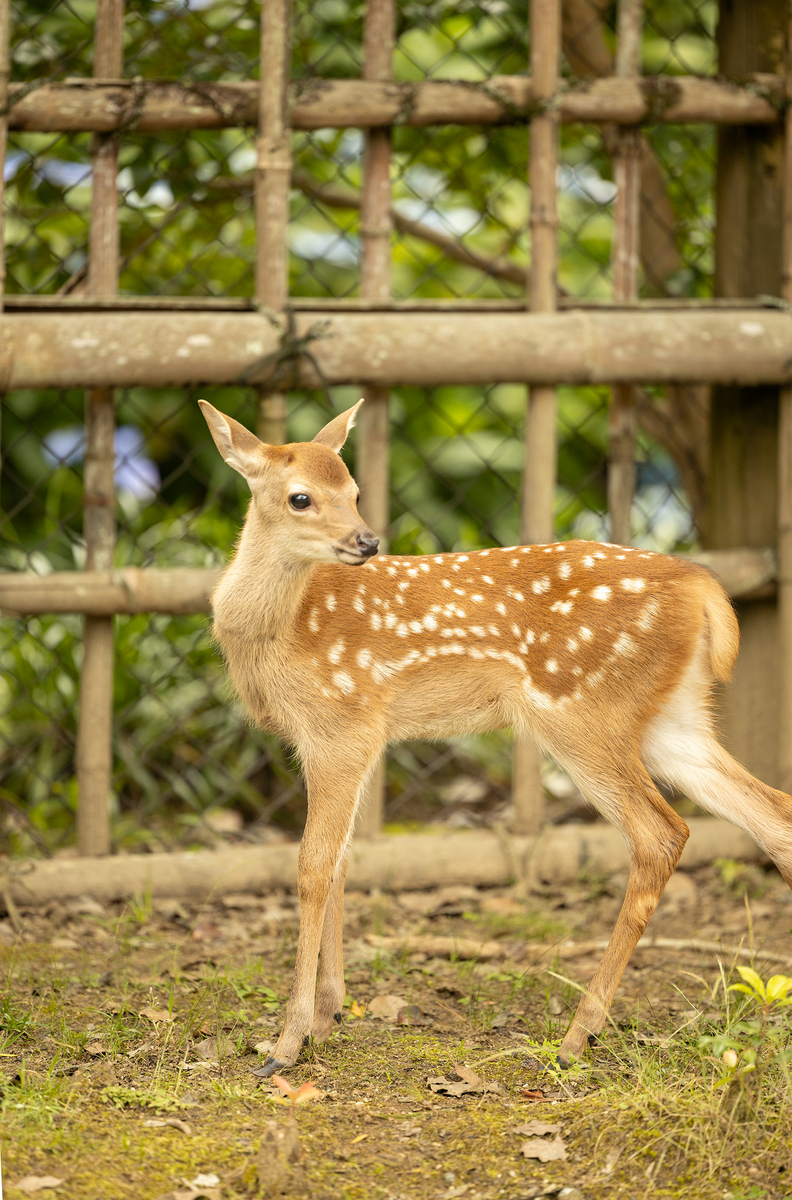 奈良公園