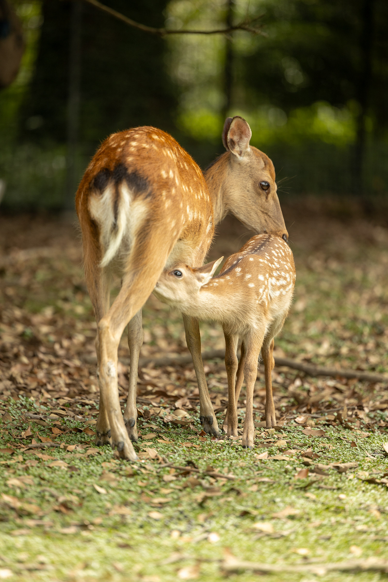 奈良公園