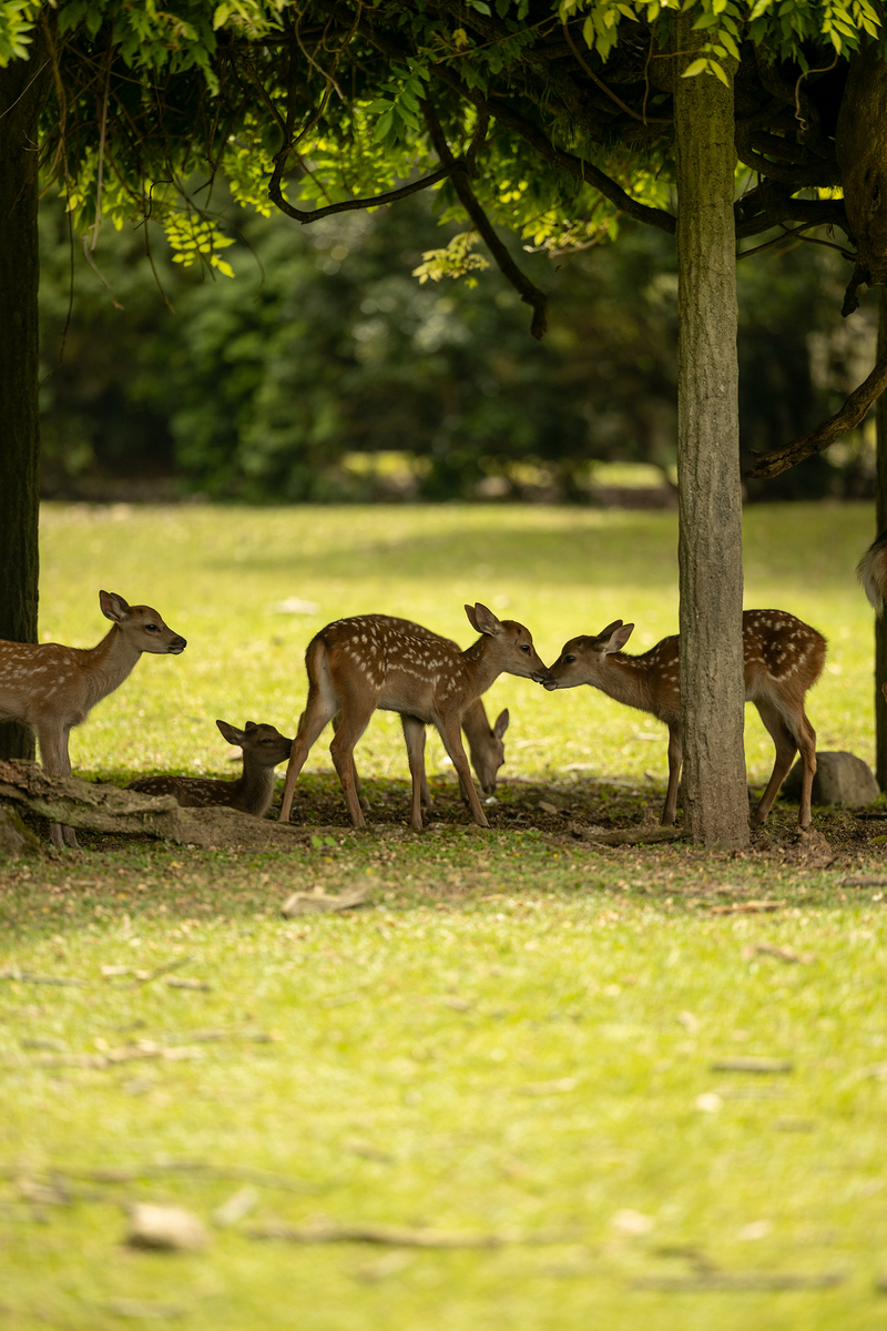 奈良公園