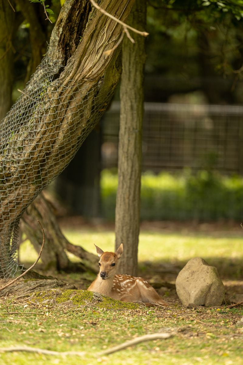 奈良公園