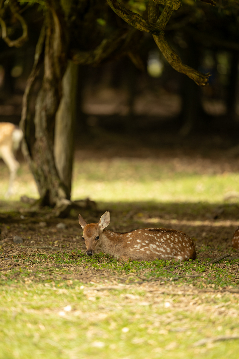 奈良公園