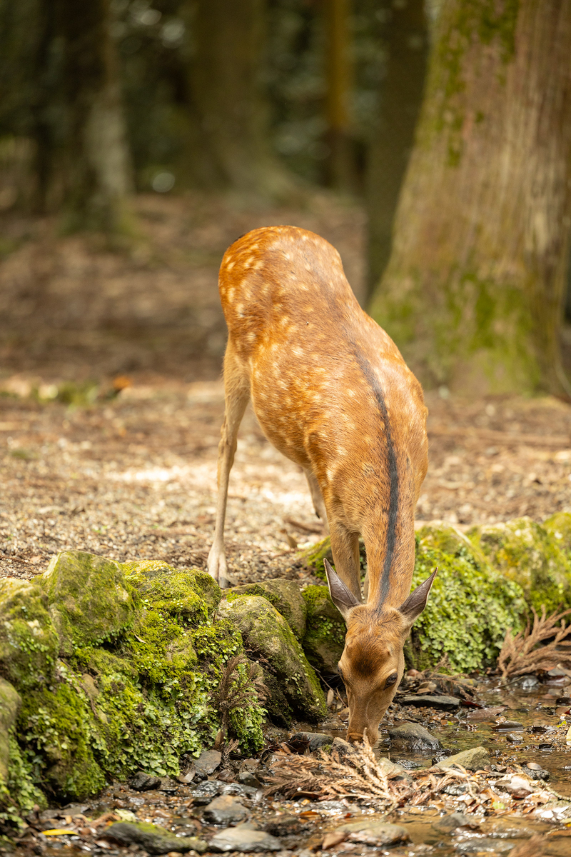 奈良公園