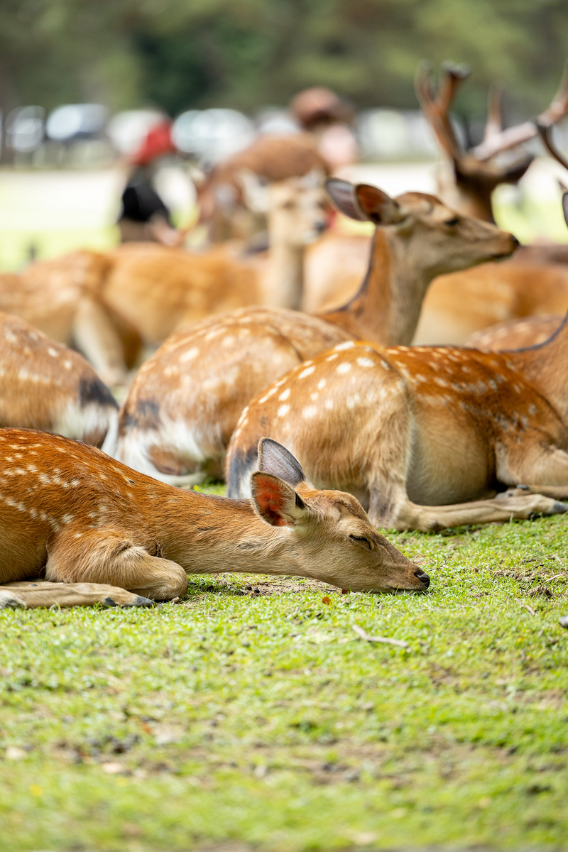 奈良公園