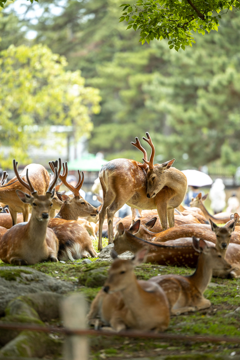 奈良公園