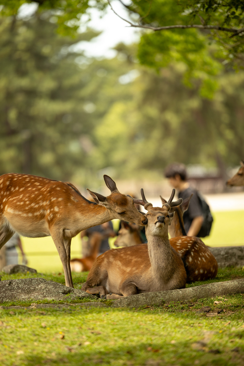 奈良公園