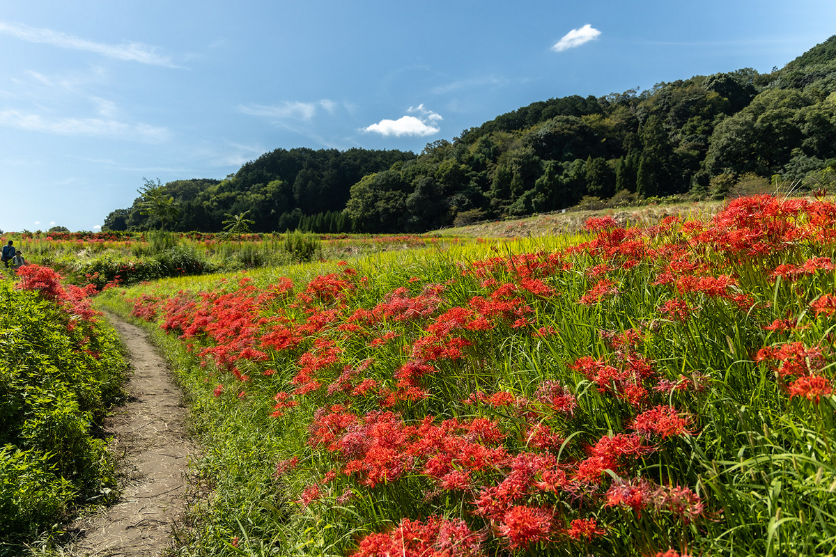 奈良県の彼岸花の撮影スポット