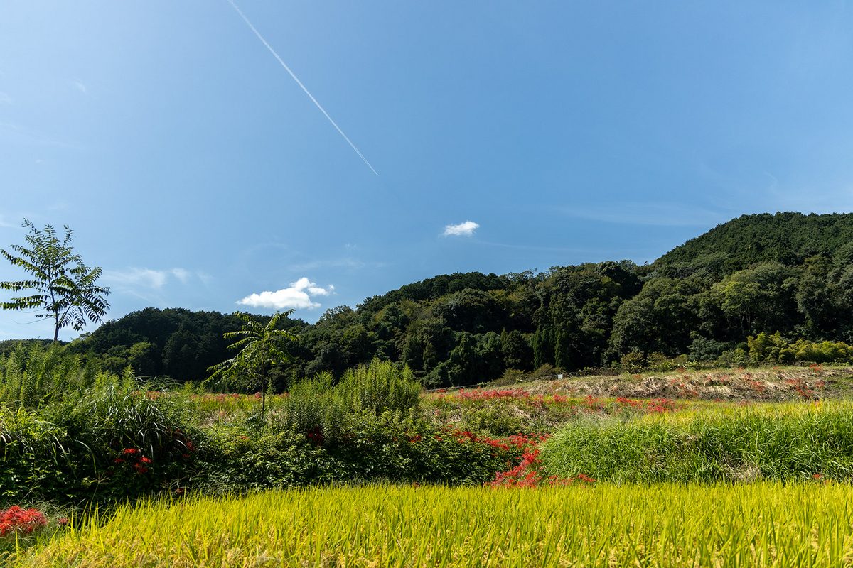 奈良県の彼岸花の撮影スポット