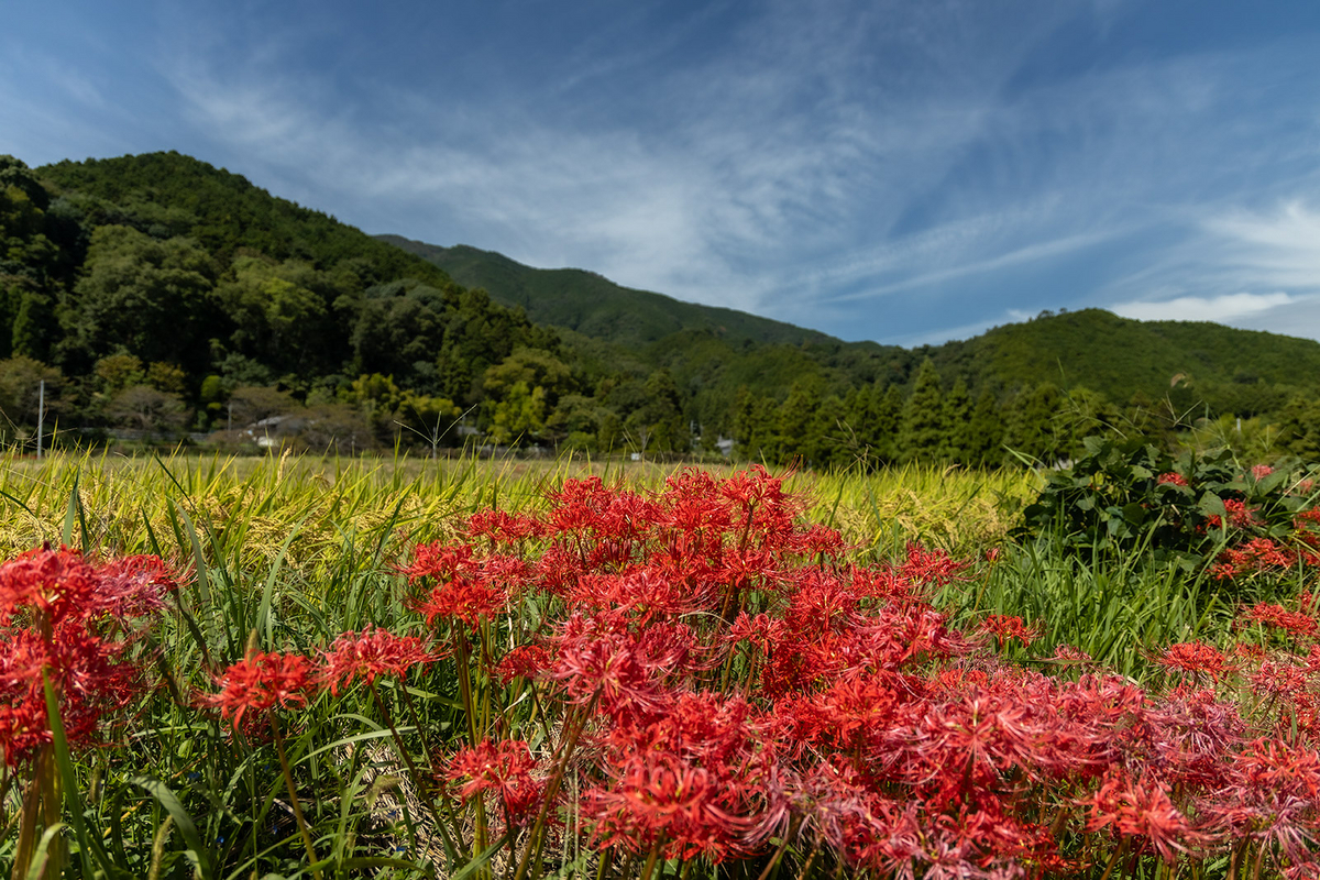 奈良県の彼岸花の撮影スポット