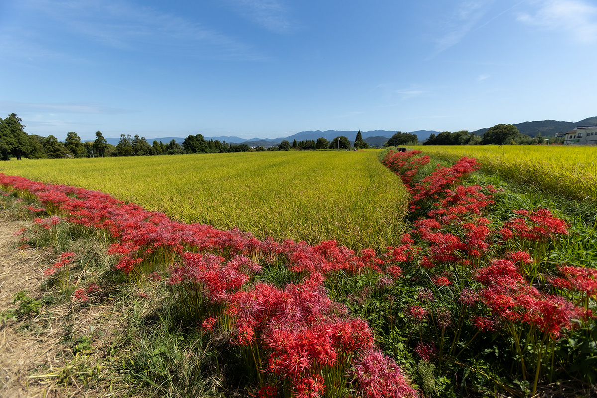 奈良県の彼岸花の撮影スポット