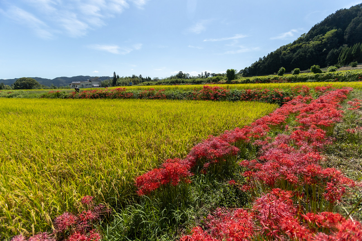 奈良県の彼岸花の撮影スポット