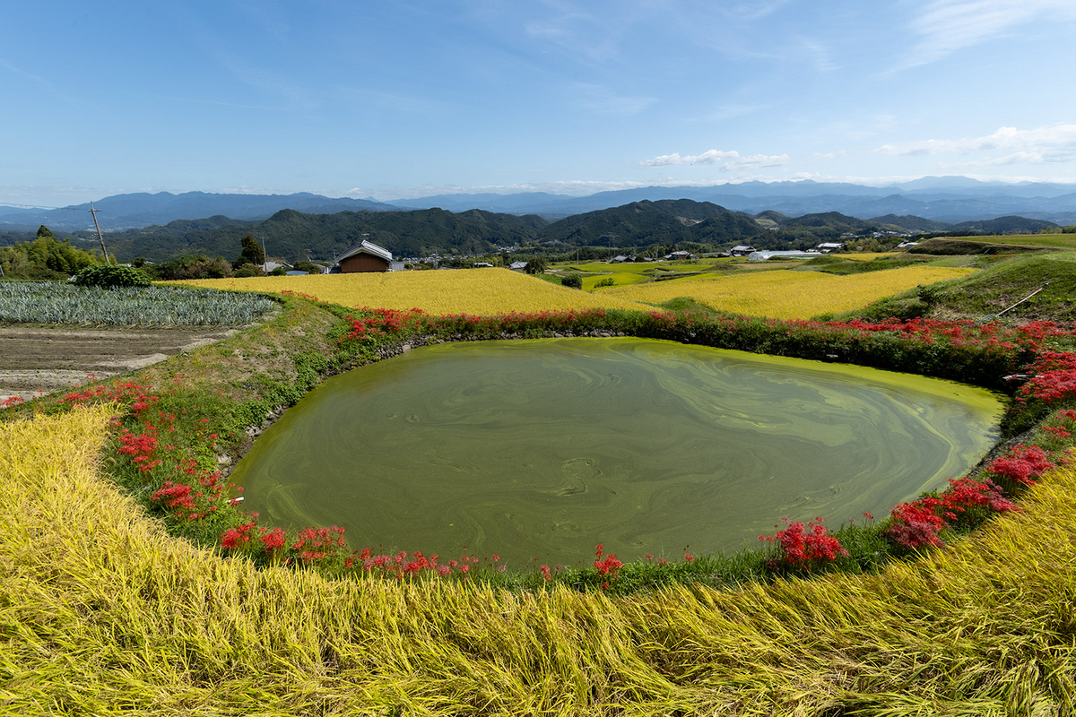 奈良県の彼岸花の撮影スポット