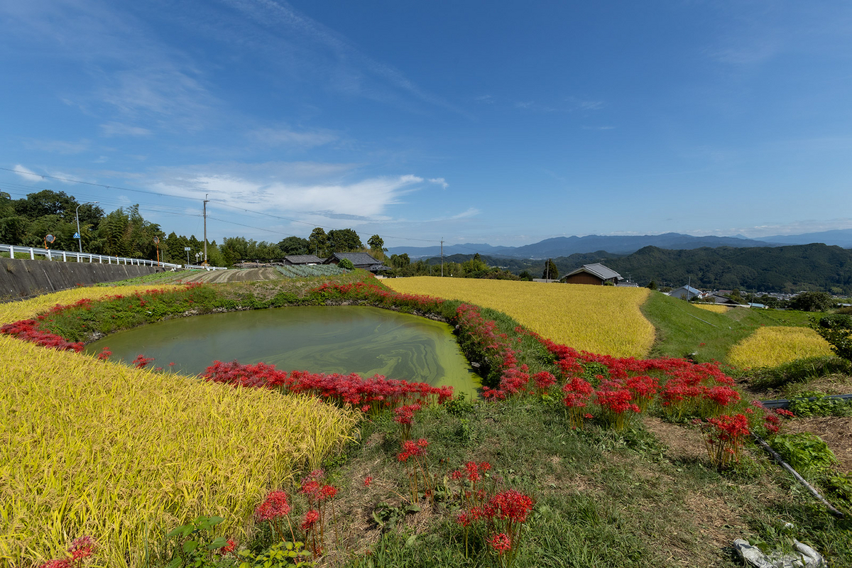 奈良県の彼岸花の撮影スポット