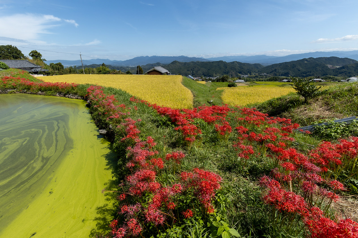 奈良県の彼岸花の撮影スポット