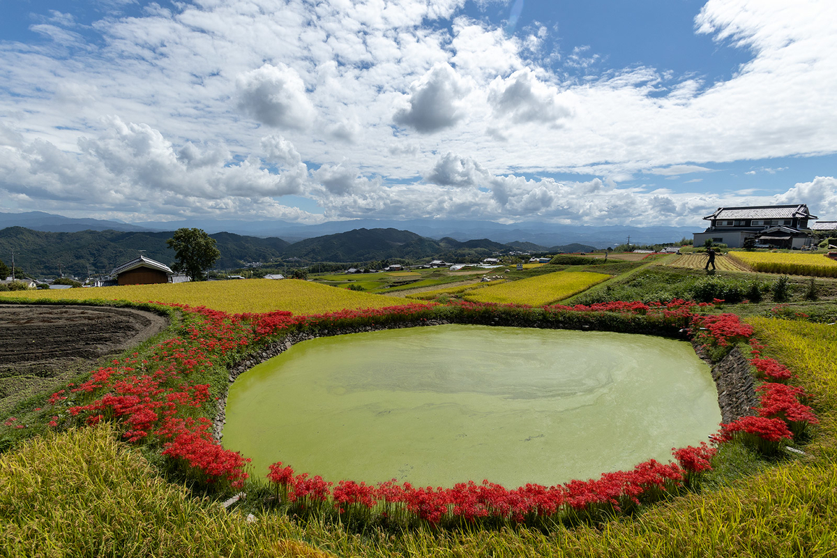 奈良県の彼岸花の撮影スポット