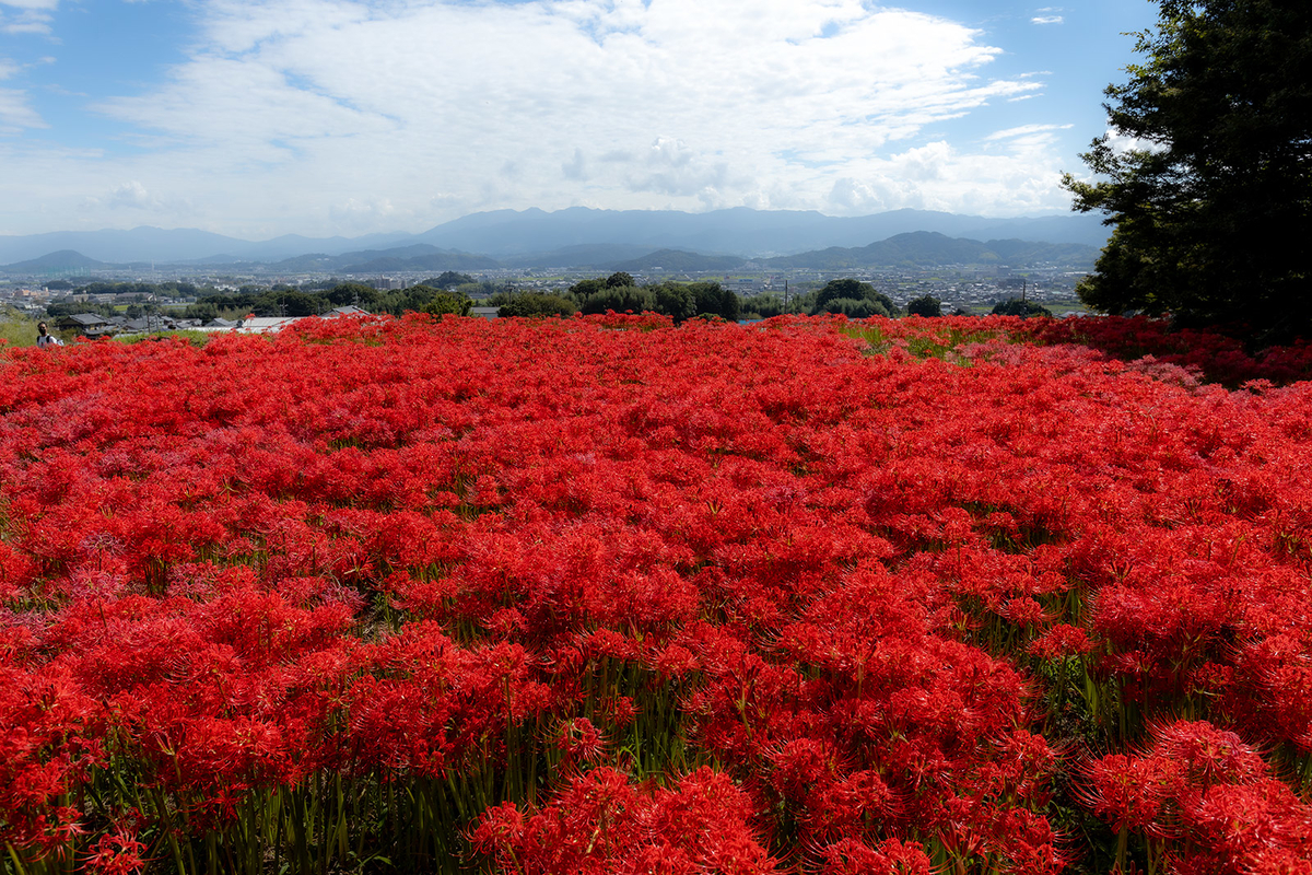 奈良県の彼岸花の撮影スポット