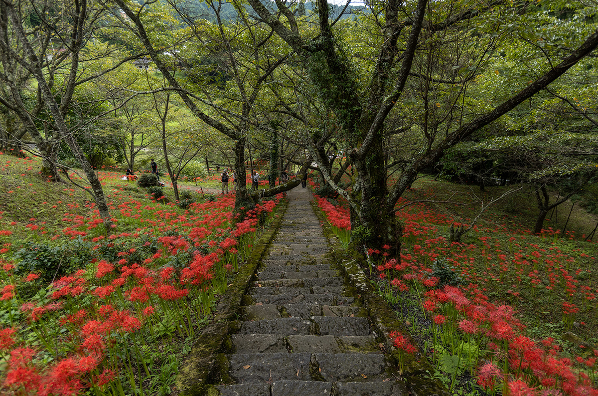 奈良県の彼岸花の撮影スポット