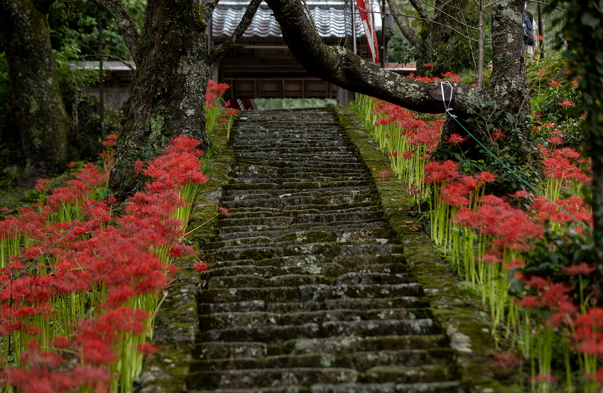 奈良県の彼岸花の撮影スポット