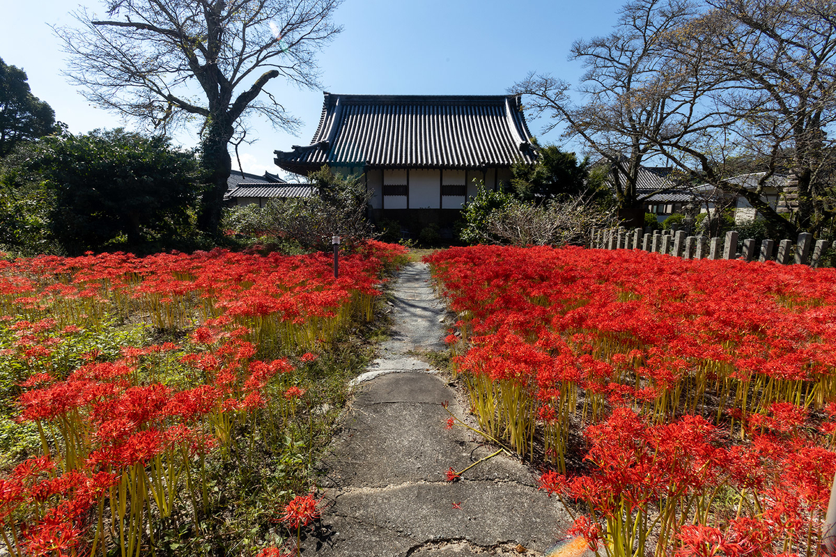 奈良県の彼岸花の撮影スポット