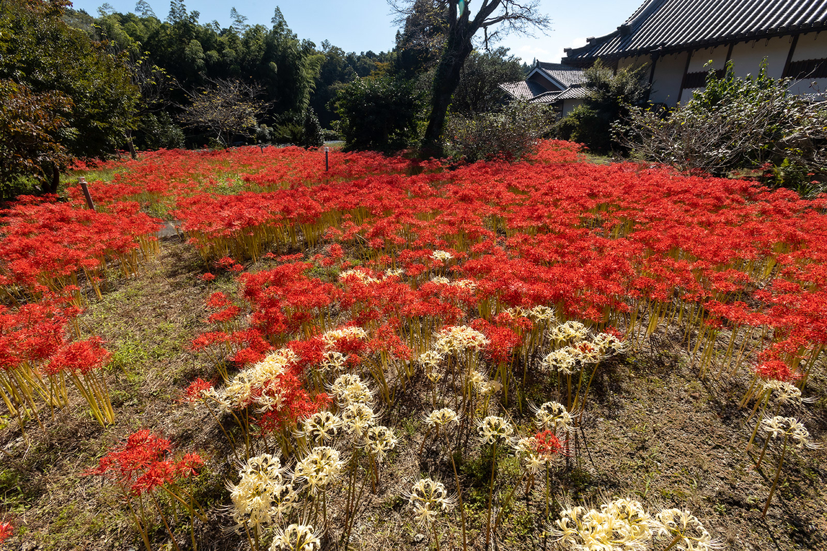 奈良県の彼岸花の撮影スポット