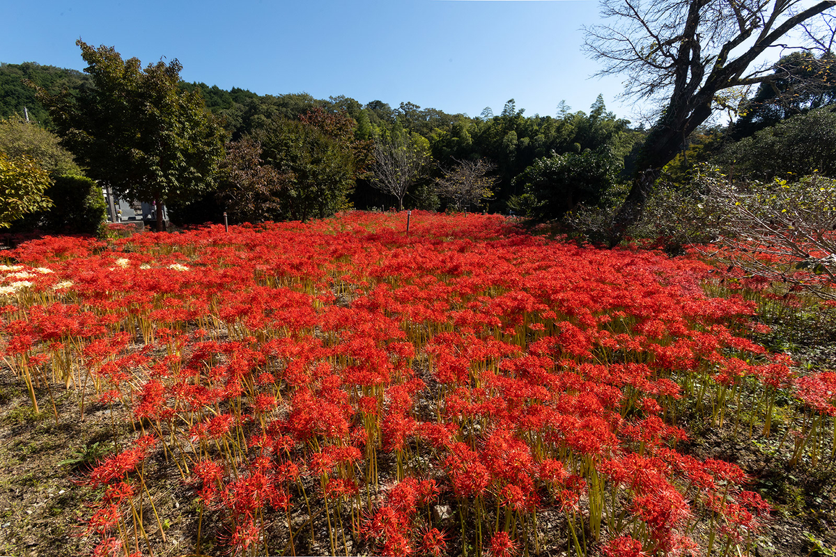 奈良県の彼岸花の撮影スポット