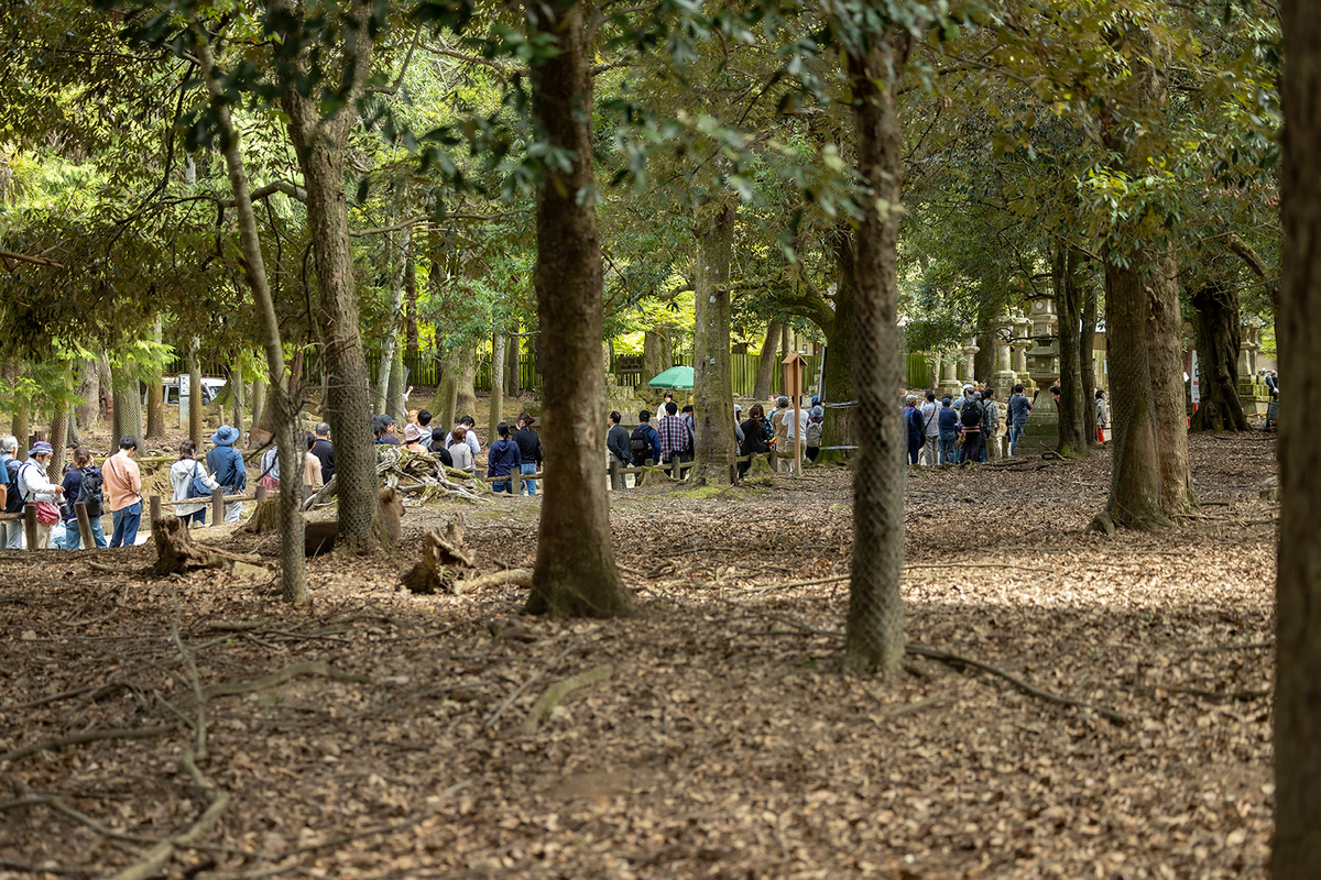 奈良公園鹿の角きり