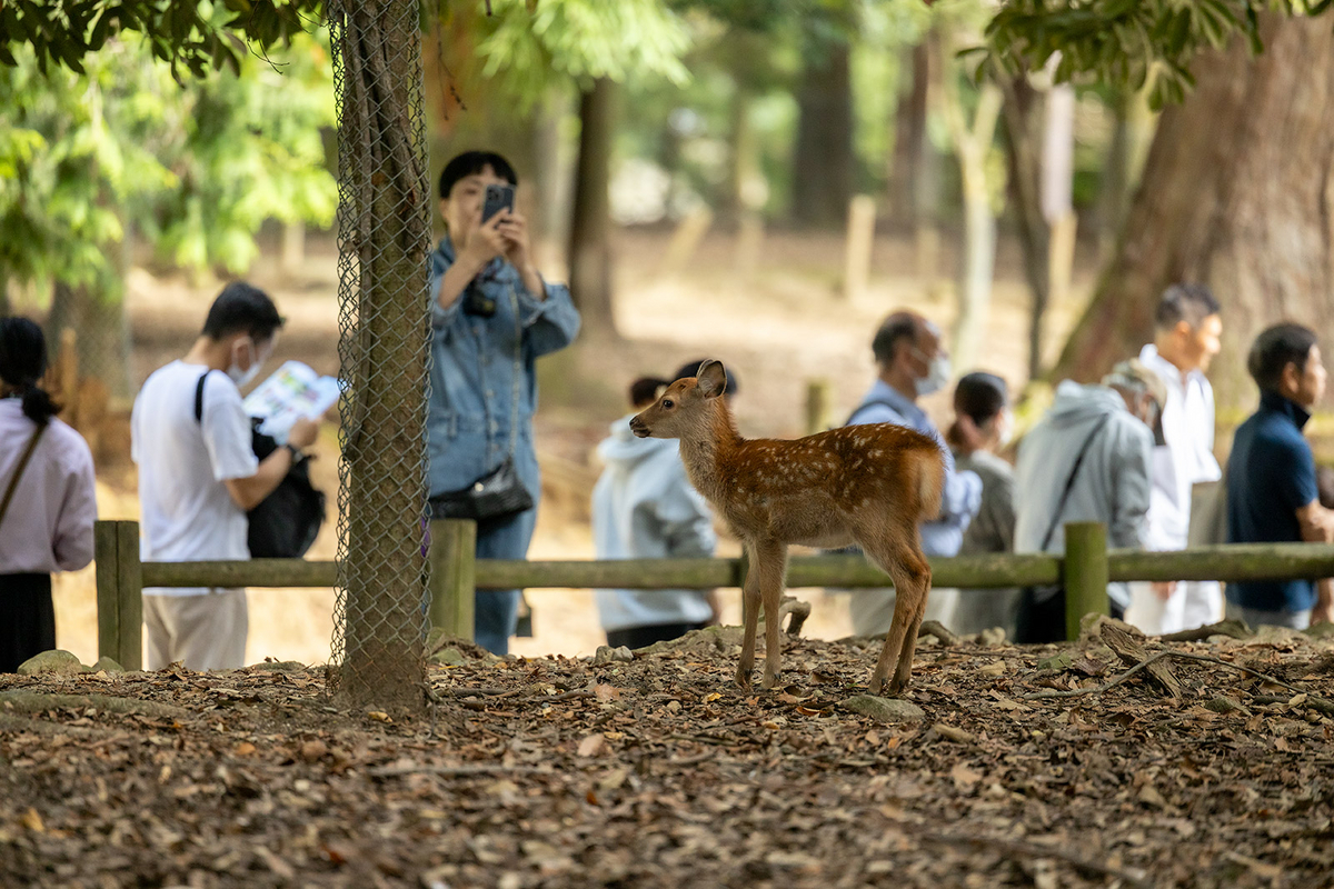 奈良公園鹿の角きり