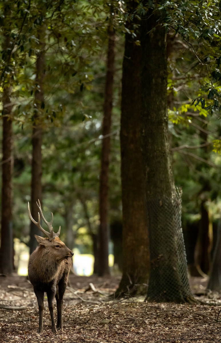 奈良公園