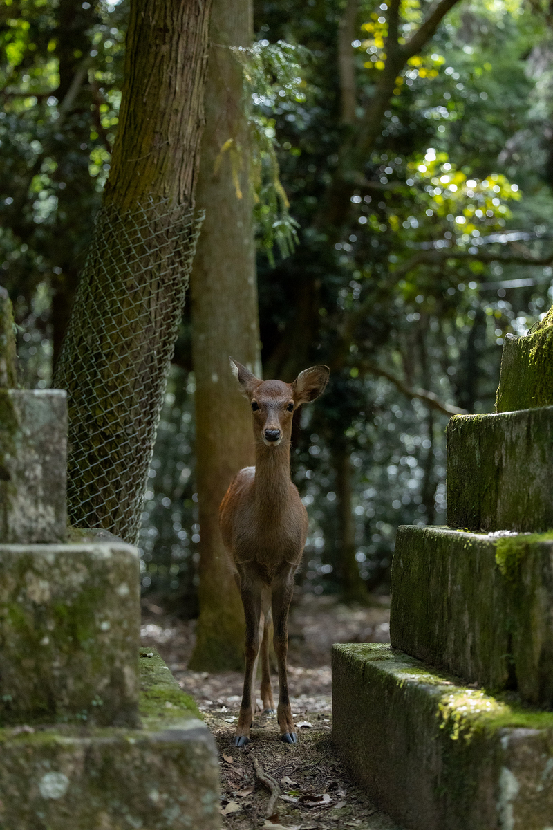 奈良公園