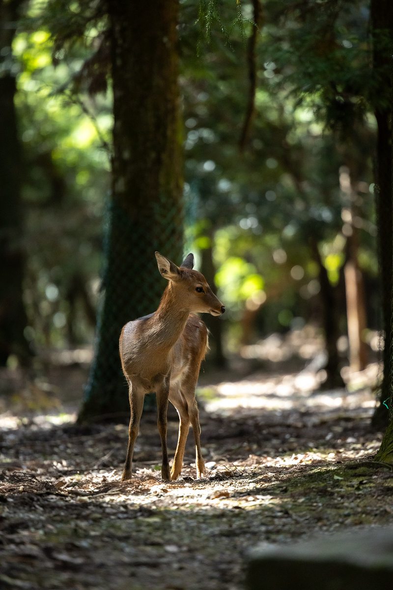 奈良公園