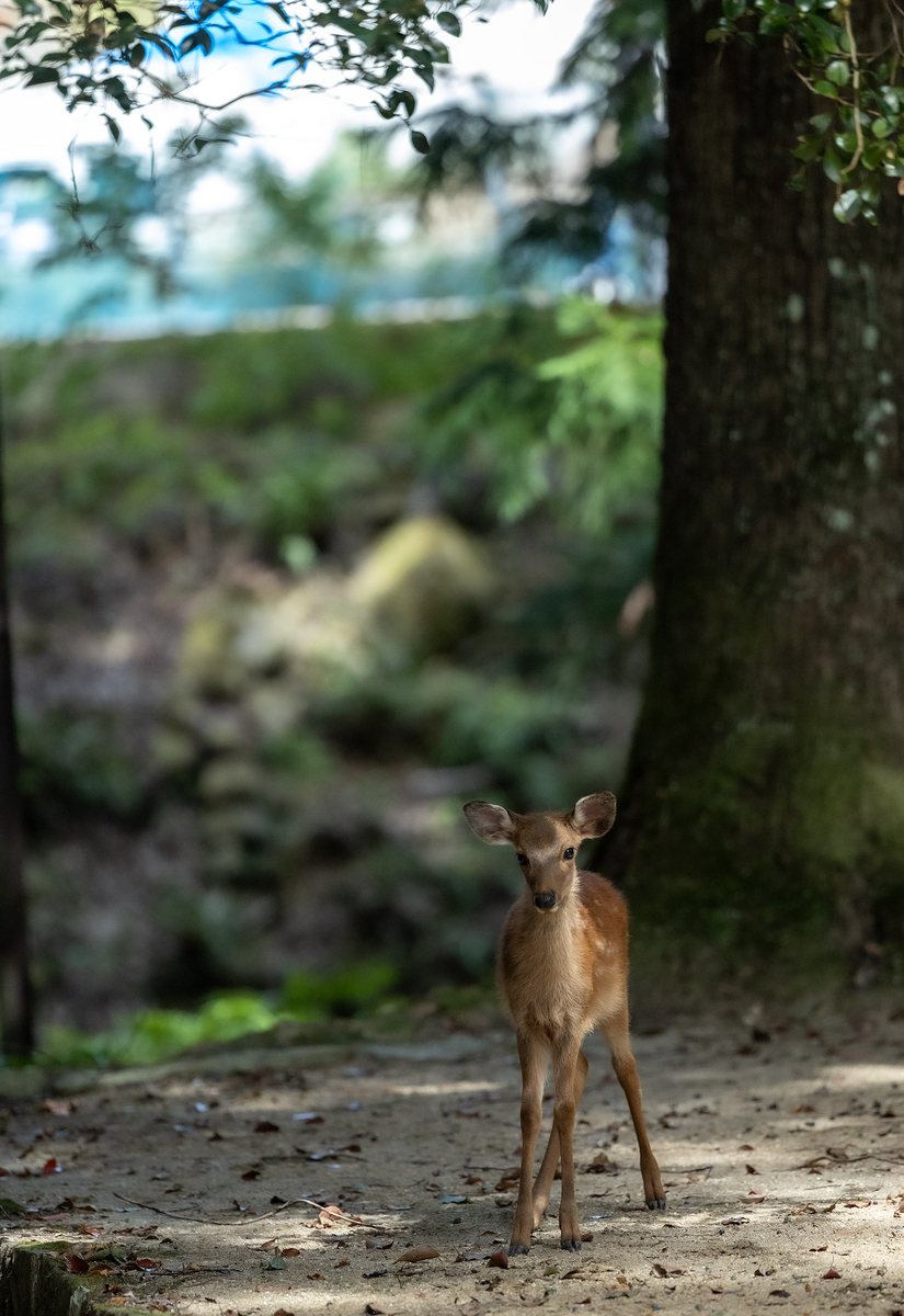 奈良公園