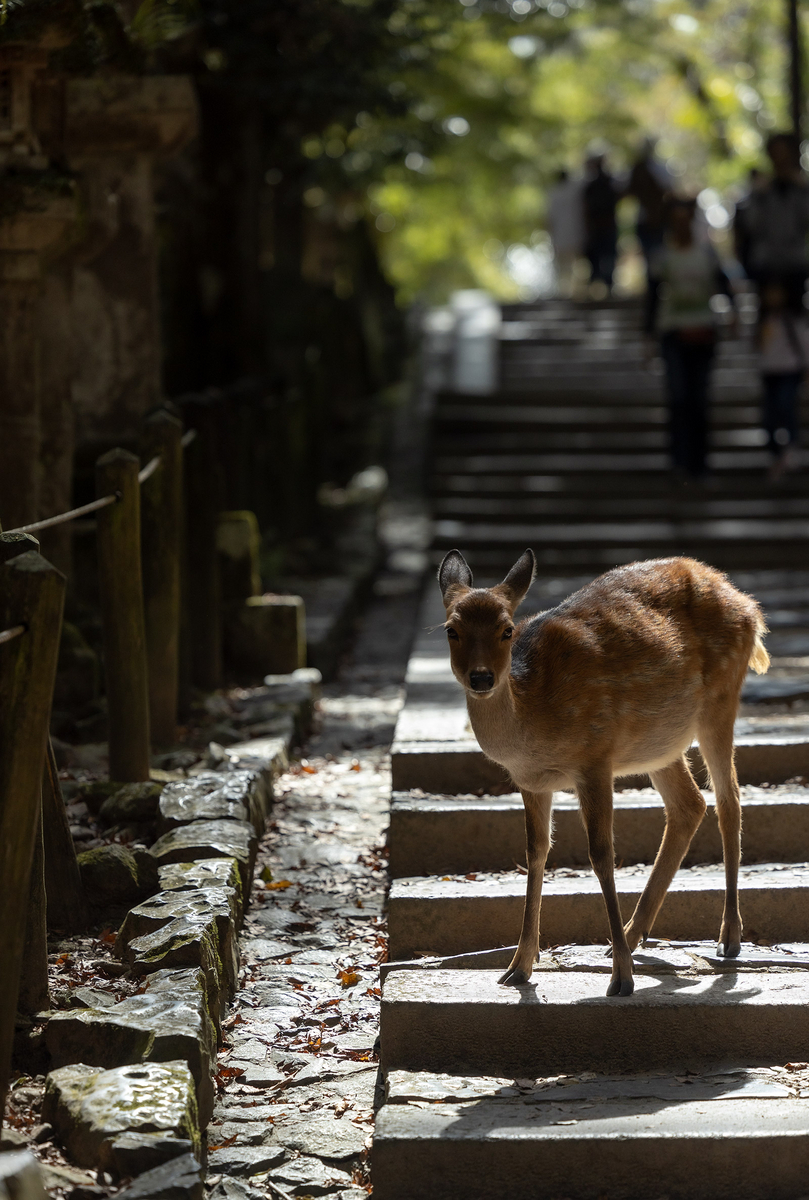 奈良公園